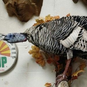 Meet your Posher, Gregory